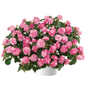Musica® Bicolor Pink