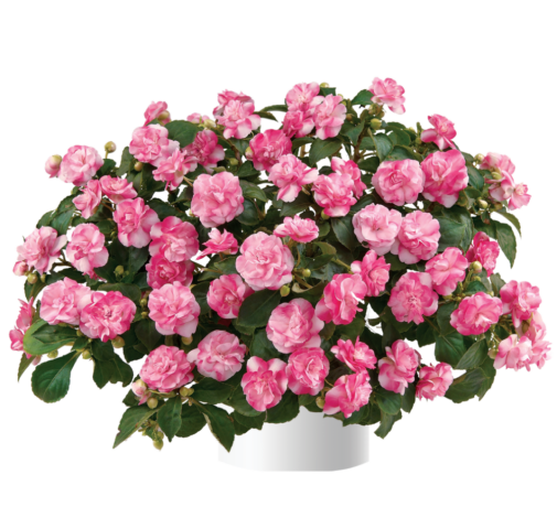 Musica® Bicolor Pink