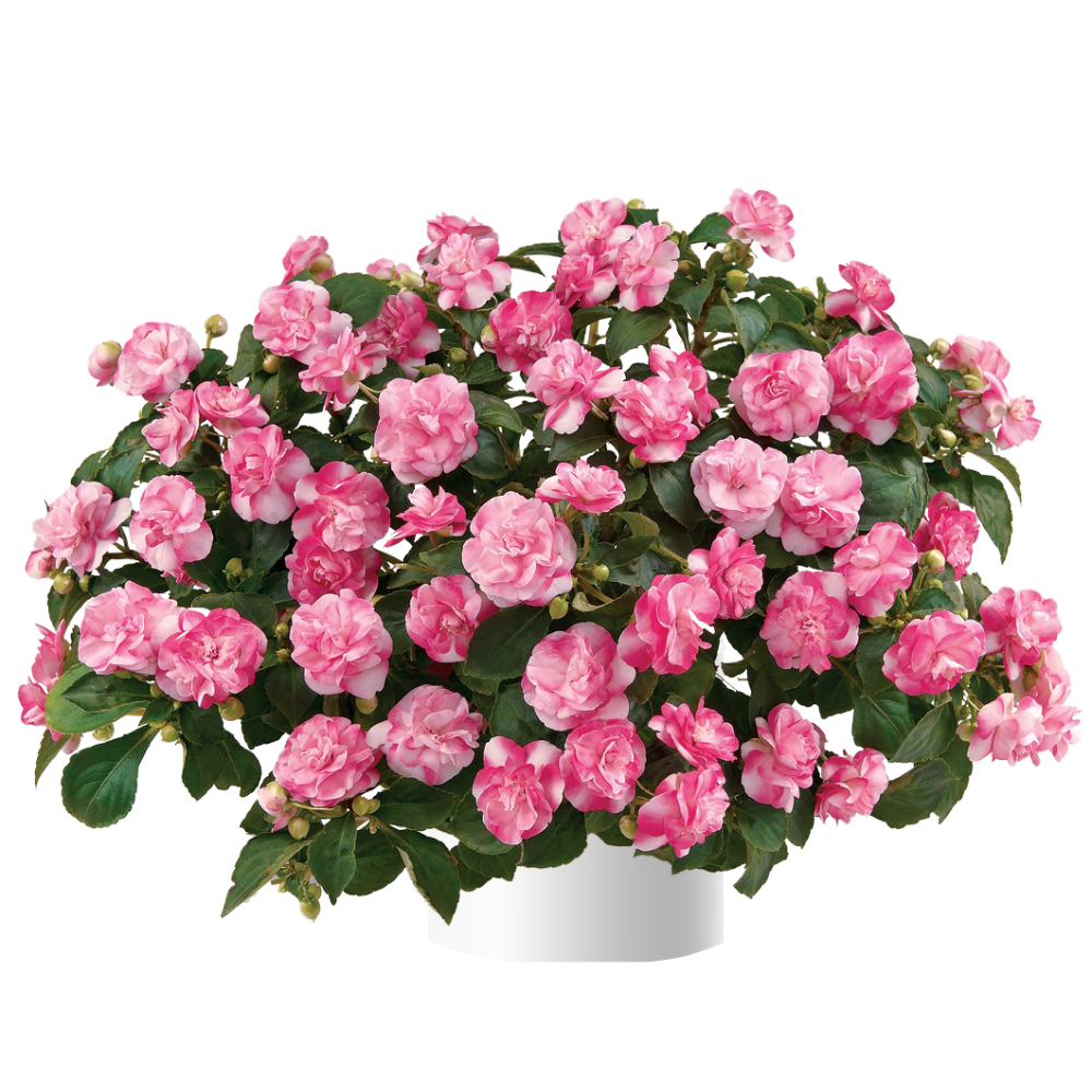 Musica® Bicolor Pink