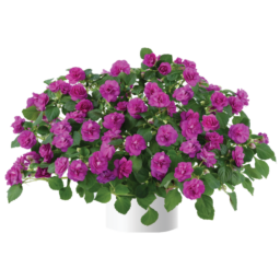 Musica® Electric Purple