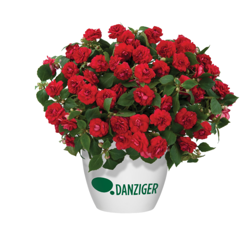Musica™ Elegant Red