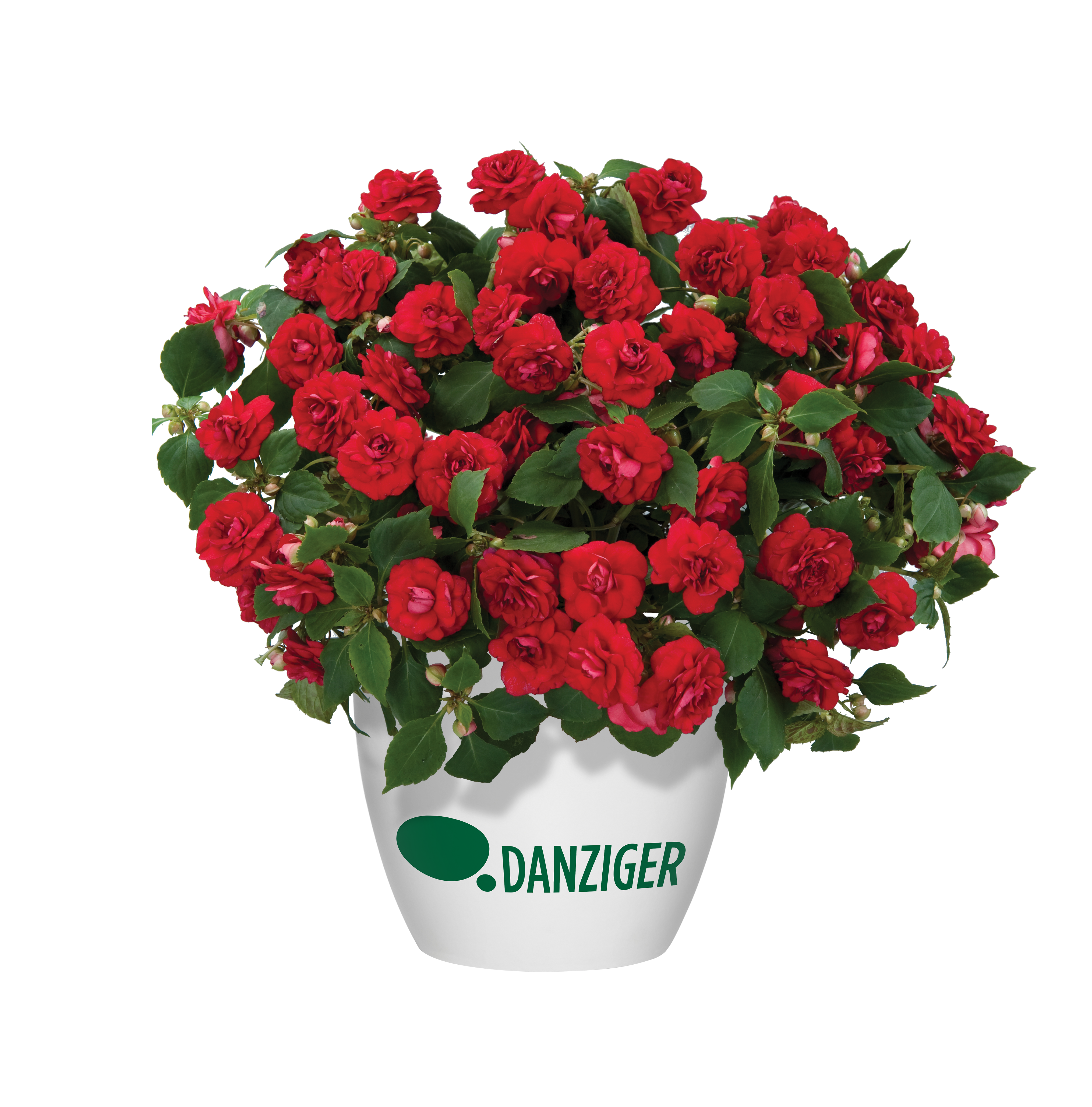 Musica™ Elegant Red
