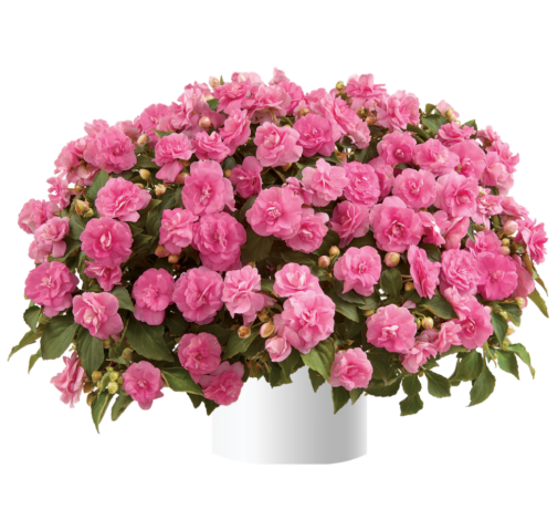 Musica® Pink Aroma