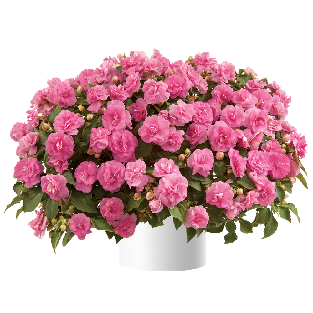 Musica® Pink Aroma