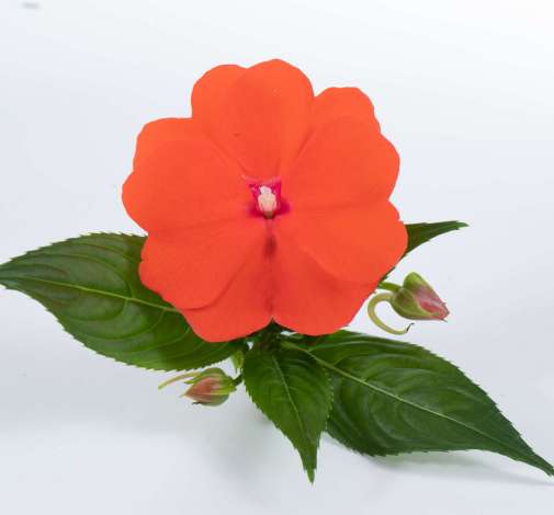 Harmony® Orange Blaze