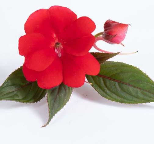 Harmony® Dark Red