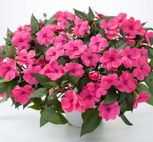 Sun Harmony™ Deep Pink