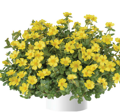 PAZZAZ NANO™ Yellow