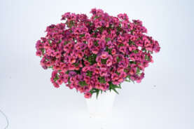 Nesia™ Magenta
