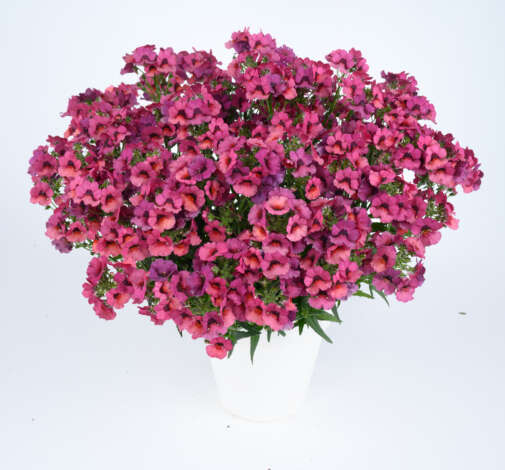 Nesia™ Magenta