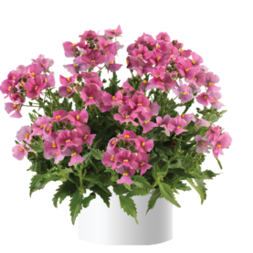 Nesia™ Spring Blush