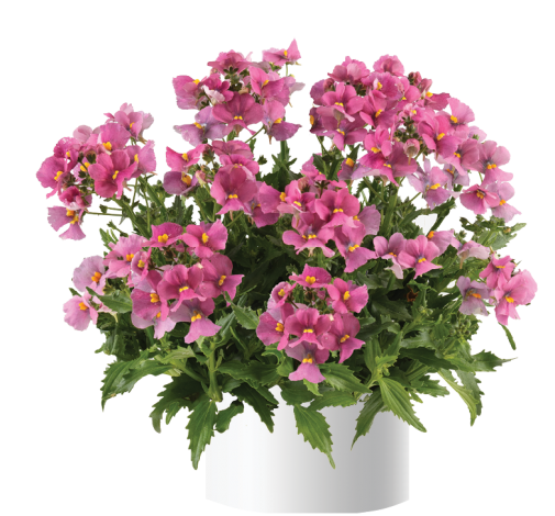 Nesia™ Spring Blush