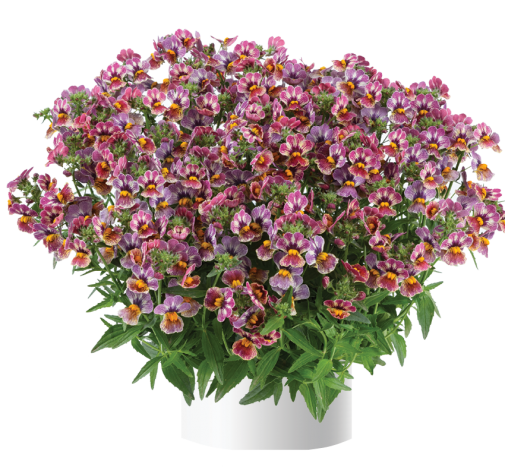 Nesia™ Tutti Frutti