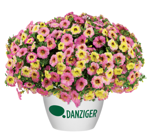 Ombre™ Pink