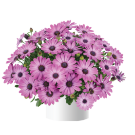 Ostica™ Mega Pink