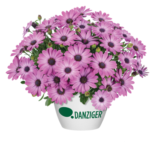 Ostica™ Mega Pink