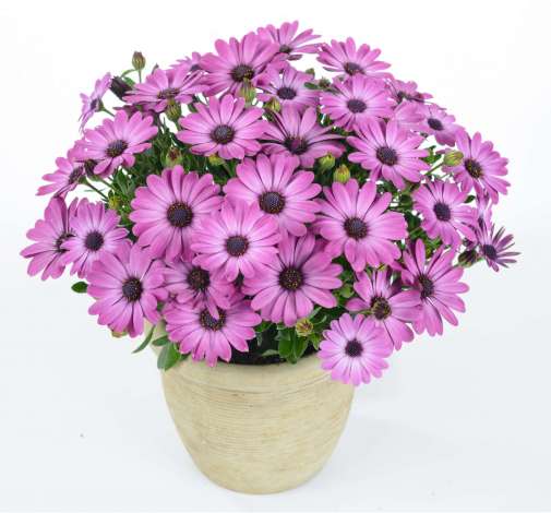 Ostica™ Mega Pink