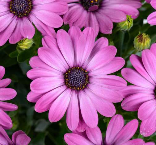 Ostica™ Mega Pink