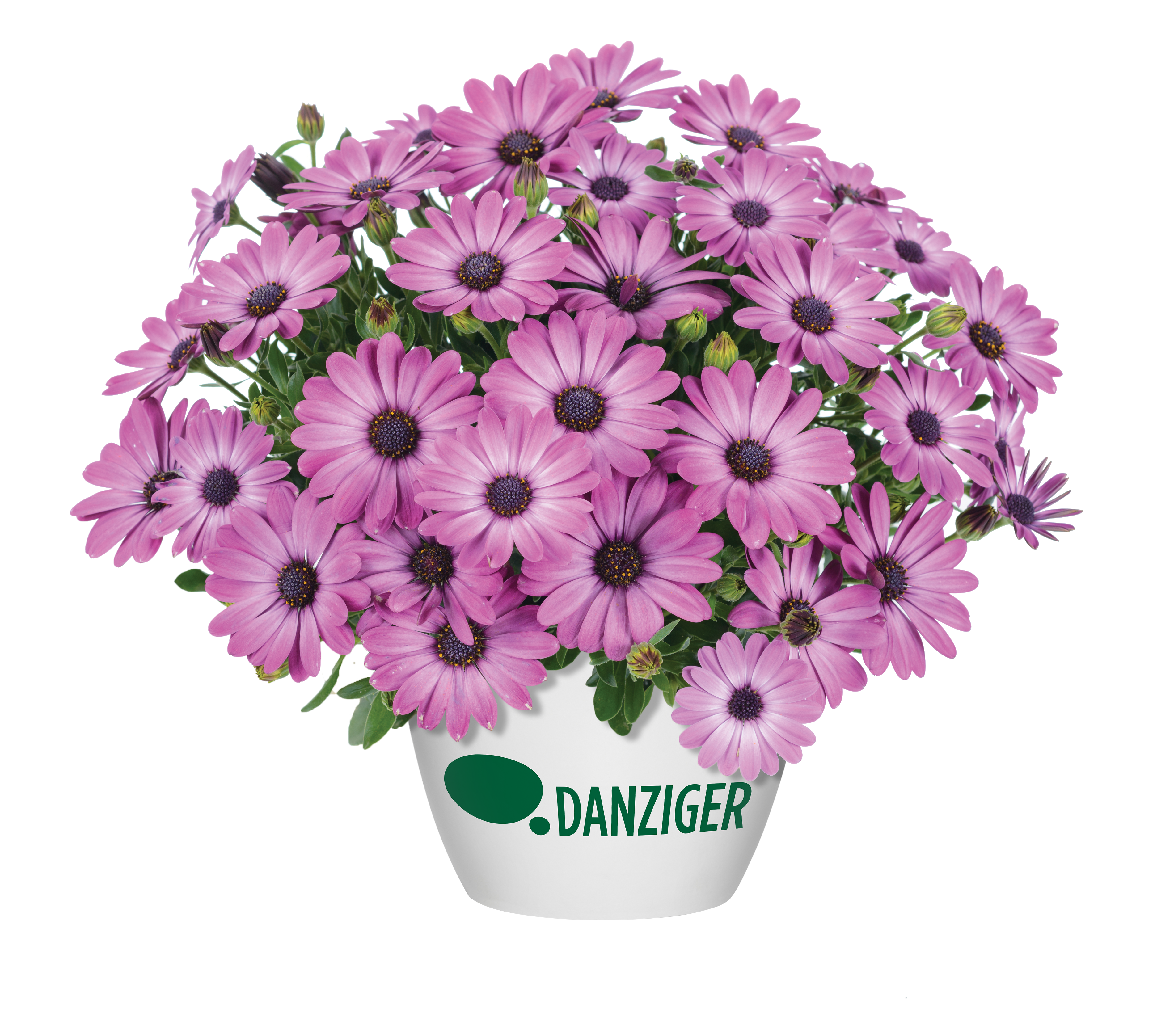 Ostica™ Mega Pink