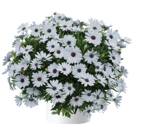 Osticade™ Pure White