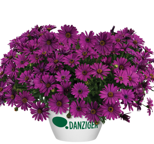 Osticade™ Purple