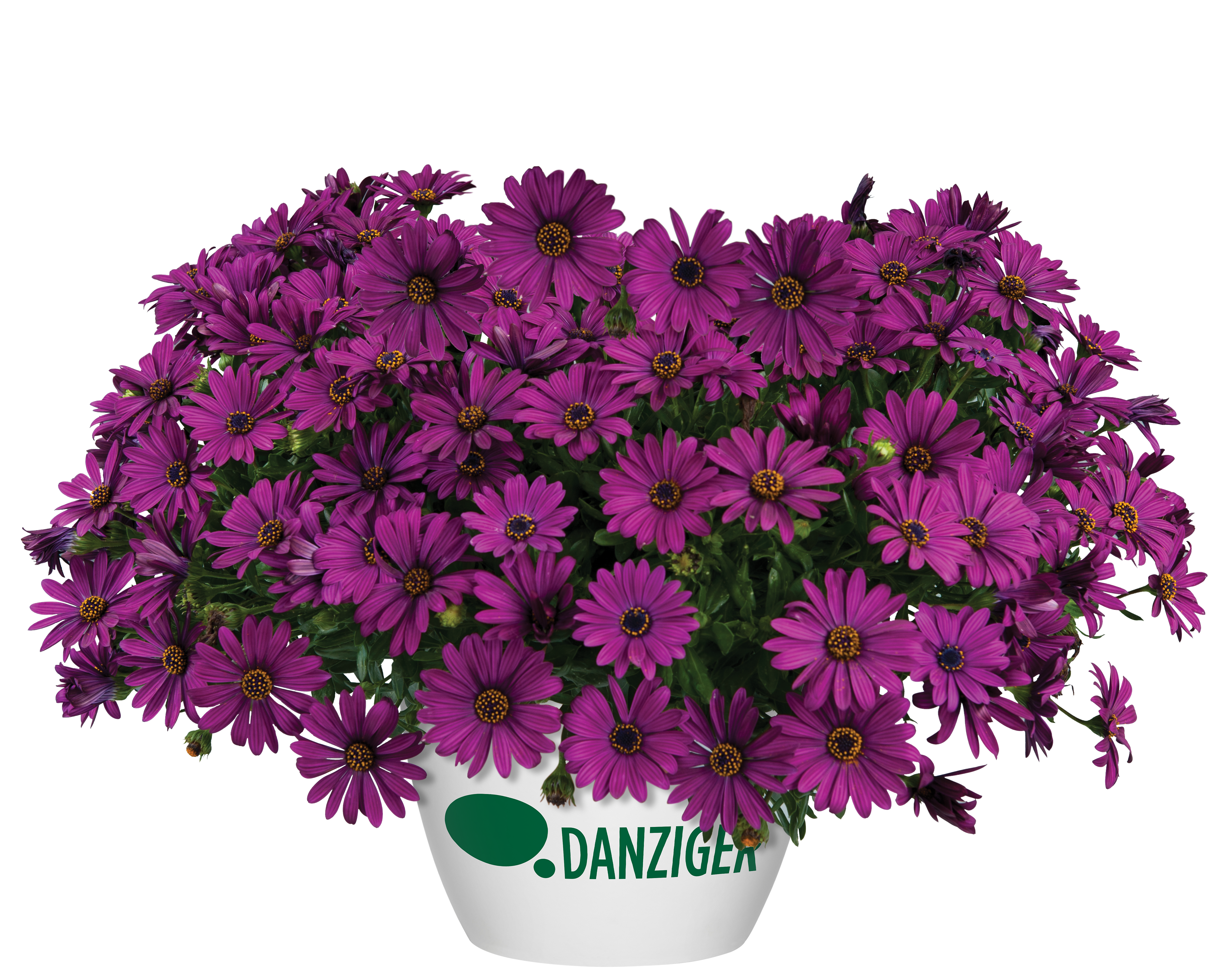 Osticade™ Purple