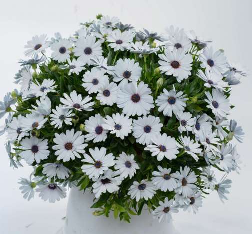 Osticade™ Pure White