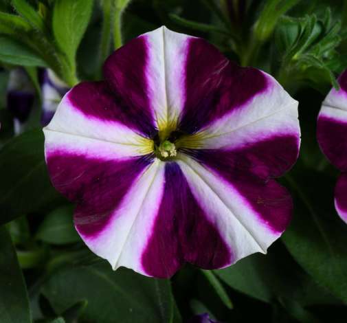 Amore® Fluttering Heart