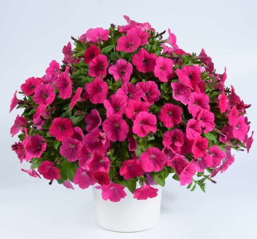 Capella™ Neon Pink