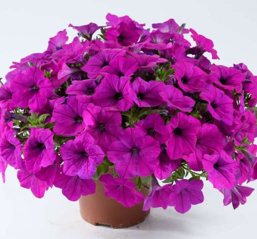 Capella™ Purple