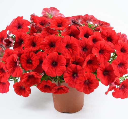 Cascadias™ Chili Red
