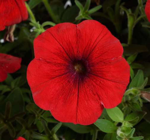 Cascadias™ Chili Red