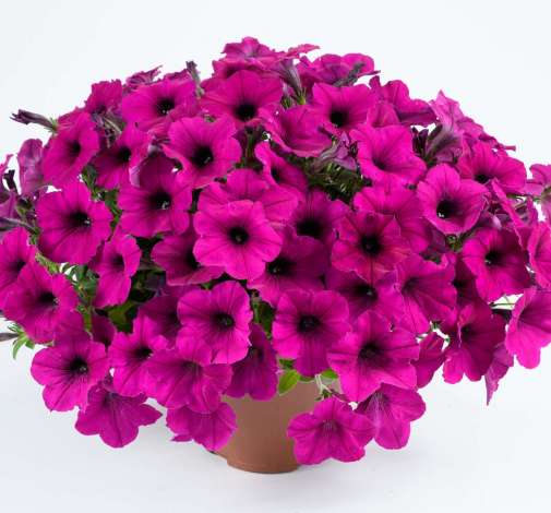 Fuchsia Ray™