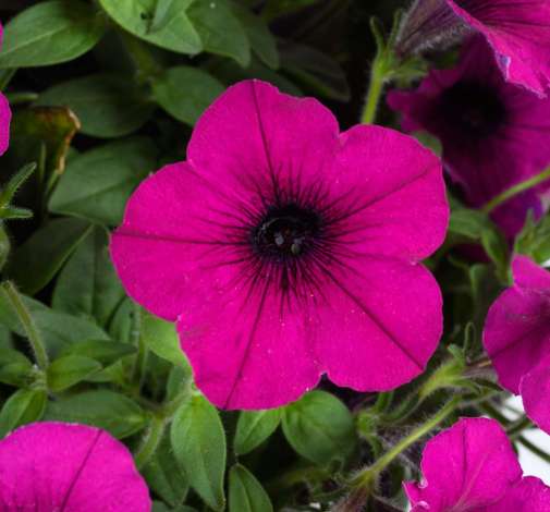 Fuchsia Ray™