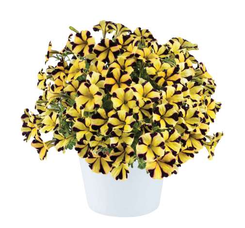 Sunflower Imp. Ray™