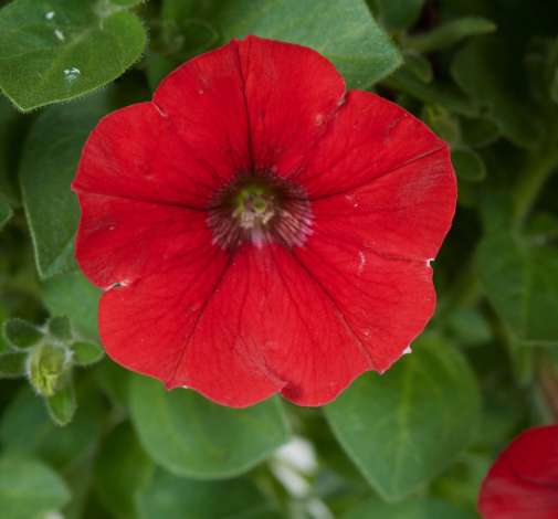 Littletunia® Bright Red