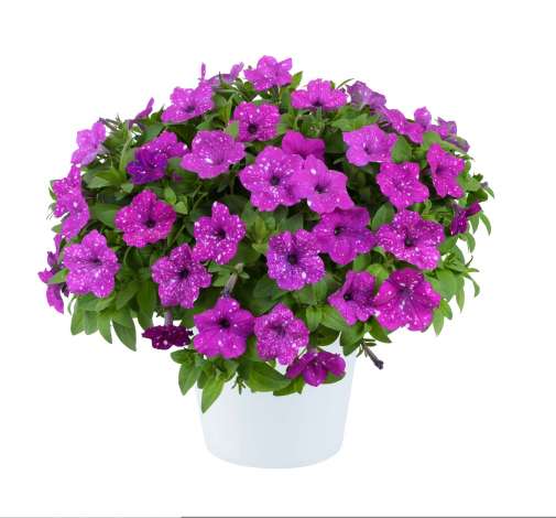 SPLASH DANCE® Purple Polka