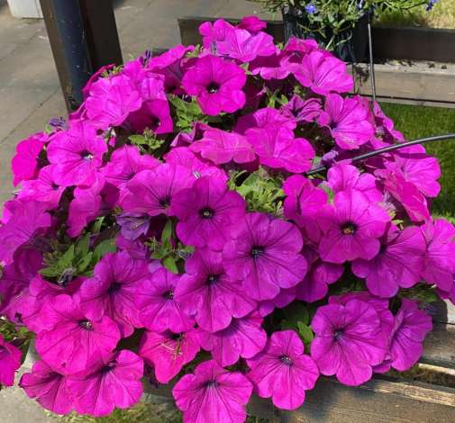 Fuchsia Ray™