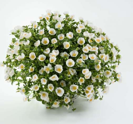 Pazzaz™ White