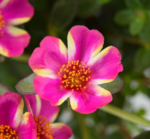 Campino™ Twist Pink