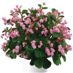 Paso Doble™ Candy Pink