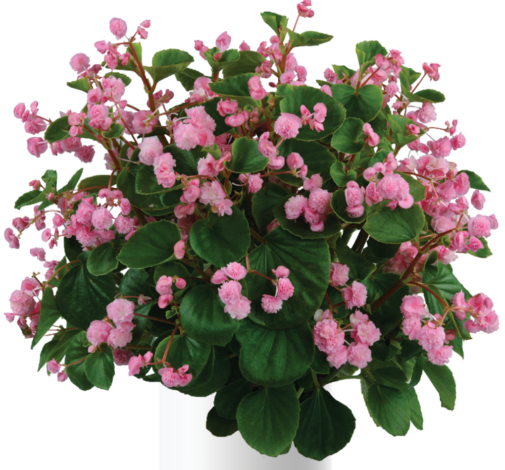 Paso Doble™ Candy Pink