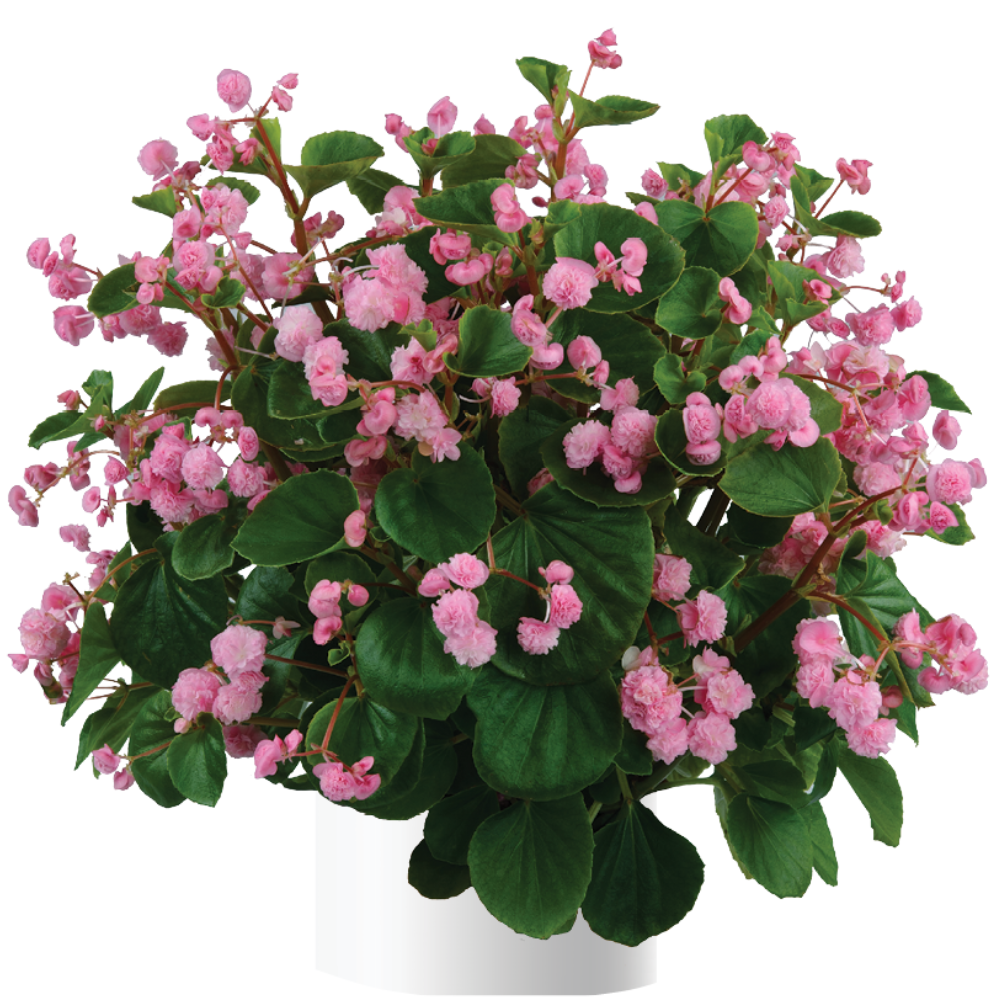 Paso Doble™ Candy Pink