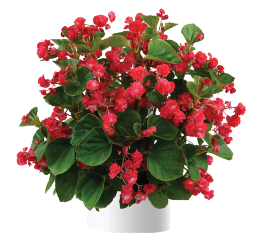Paso Doble™ Cherry Red