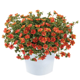 Campino™ Twist Red