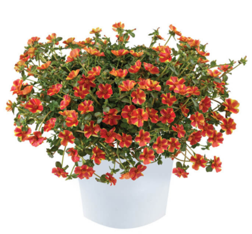 Campino™ Twist Red