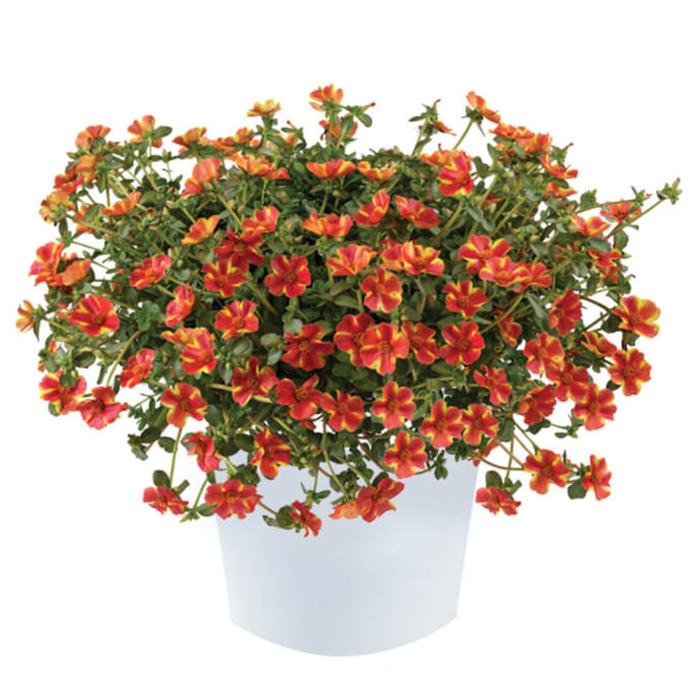 Campino™ Twist Red