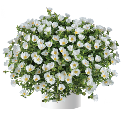 Pazzaz™ White