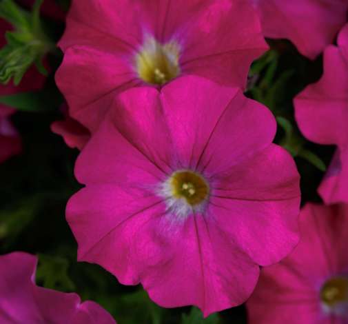 Supercal® Rose