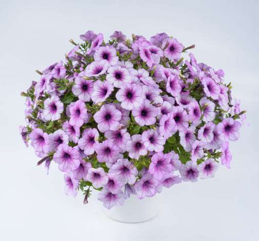 Capella™ Purple Veins
